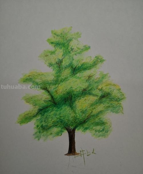 彩铅画的植物树怎么画 很茂密的树怎么用彩铅画？