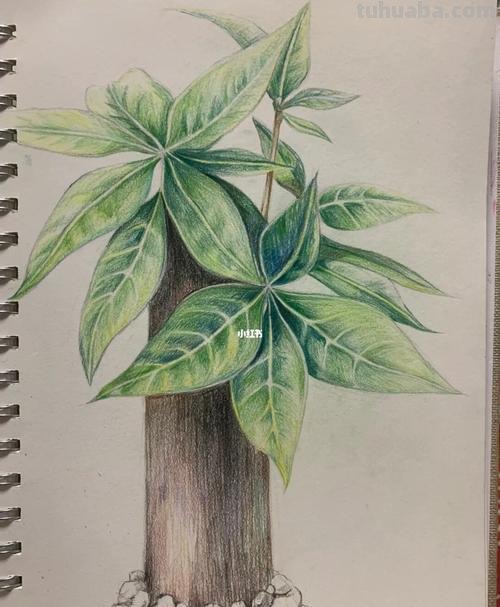 彩铅画的植物树怎么画 很茂密的树怎么用彩铅画？
