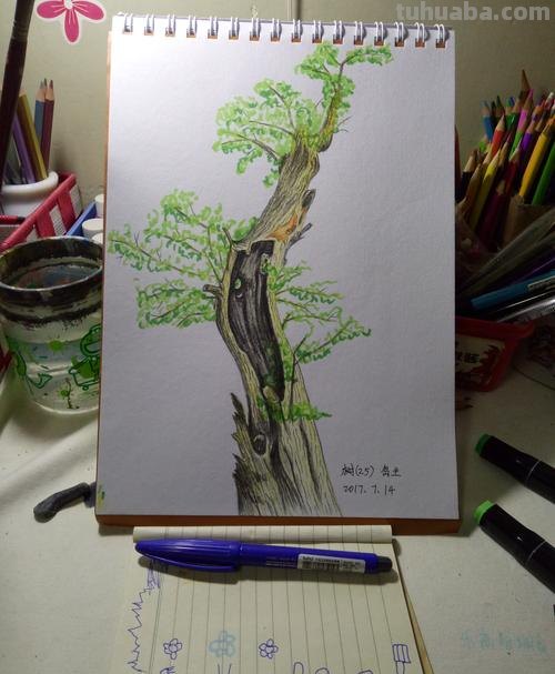 彩铅画的植物树怎么画 很茂密的树怎么用彩铅画？