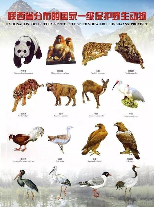 野生动物有哪些 野生动物有哪些图片及名称