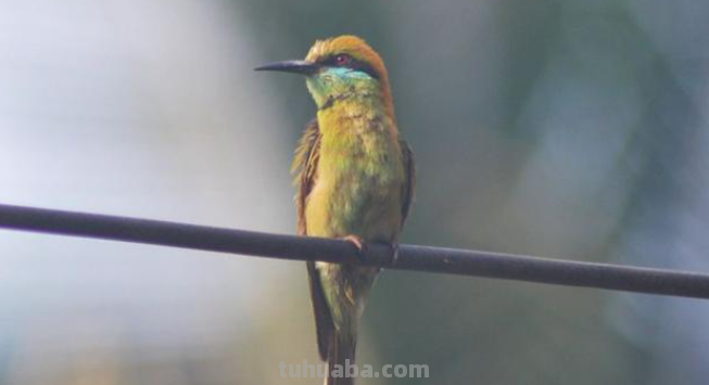 野生动物有哪些?