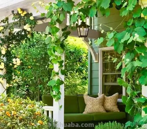 庭院色彩：绿色不可或缺的元素 