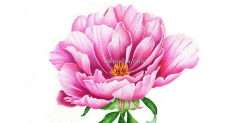 彩铅画怎么画视频教程 一步一步教彩铅画？
