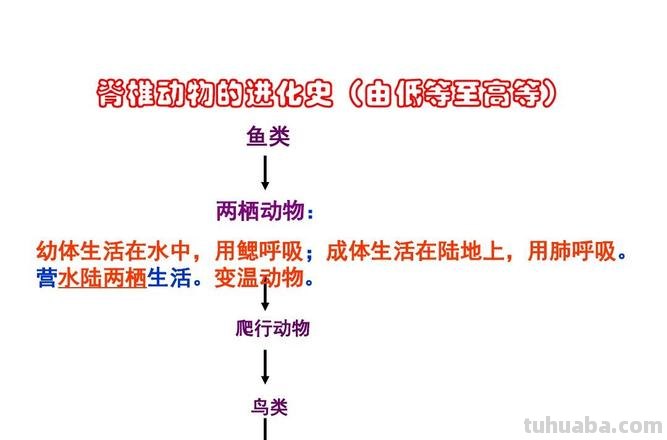 哺乳动物的主要特征 哺乳动物的主要特征及进化特征