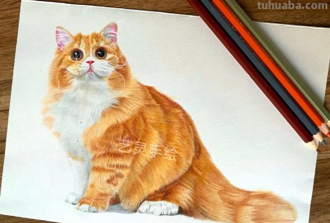彩铅画橙色的猫怎么画 4年级怎么用彩铅画动物？
