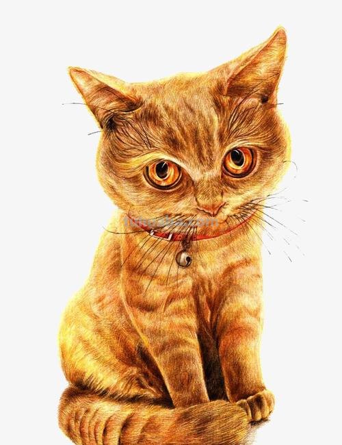 彩铅画橙色的猫怎么画 4年级怎么用彩铅画动物？