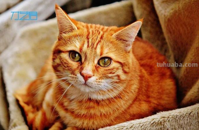 彩铅画橙色的猫怎么画 4年级怎么用彩铅画动物？