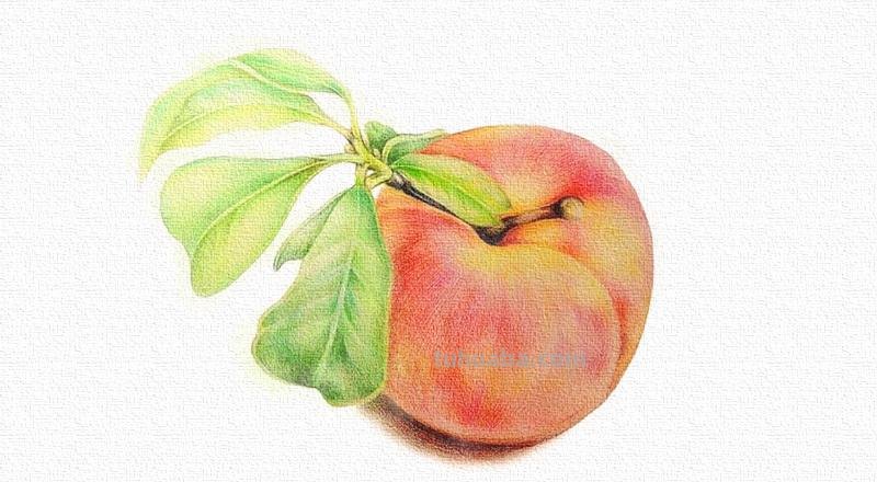 彩铅画小白水果怎么画 水果蔬菜彩铅画教程？