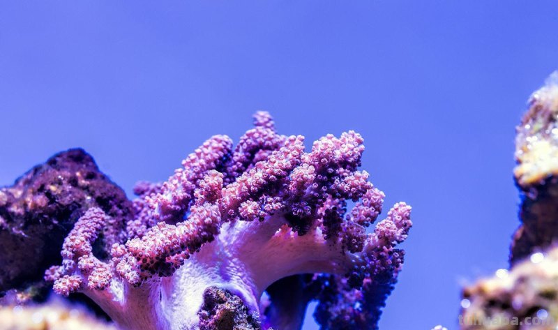 海葵是动物还是植物 珊瑚是动物还是植物