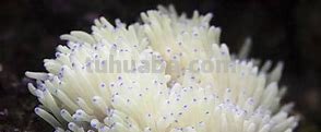 海葵是动物还是植物?