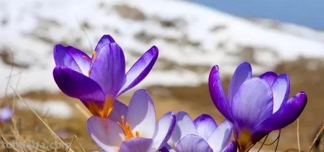 藏红花种植方法，室内可以种植吗