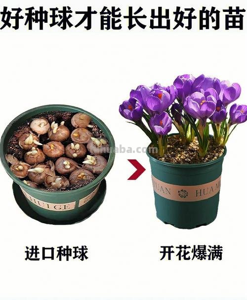 藏红花种植方法,室内可以种植吗