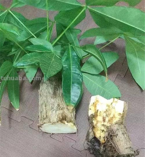 养发财树有“4大忌”,轻则会黄叶,重则会烂根