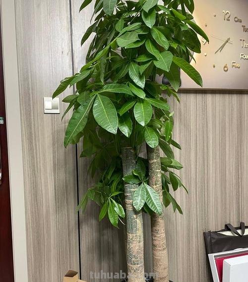 发财树的养殖方法和注意事项:巧手栽植好运发财树