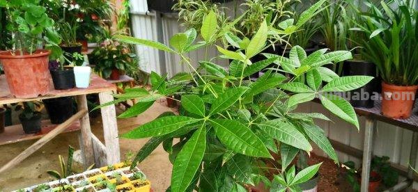 发财树的养殖方法和注意事项:巧手栽植好运发财树