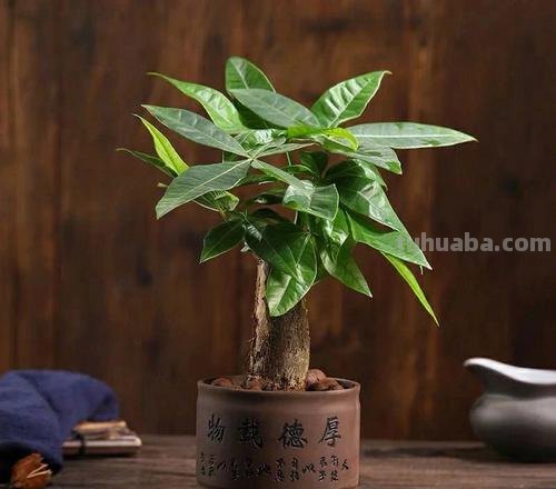 发财树的养殖方法和注意事项:巧手栽植好运发财树