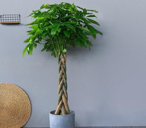 发财树编织成辫子状,养护要注意