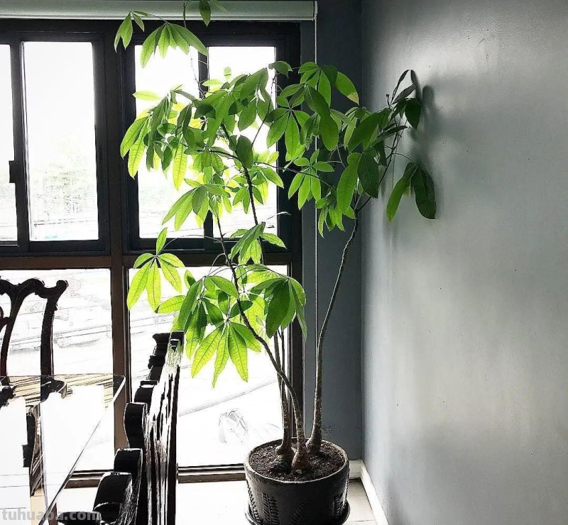 发财树编织成辫子状，养护要注意