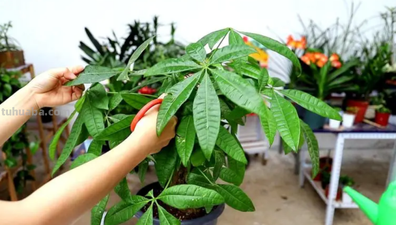 发财树黄叶枯萎不用愁，我来告诉你发财树的养护方法和注意事项