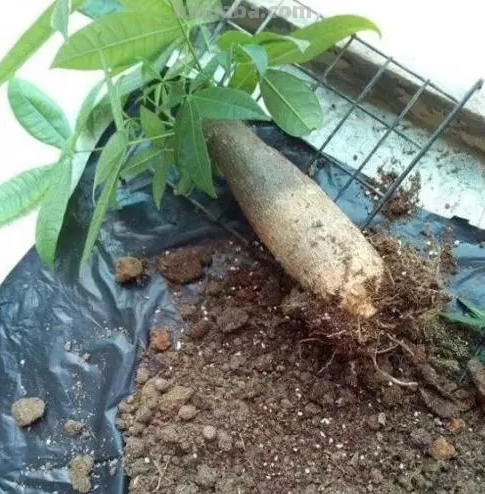 发财树黄叶枯萎不用愁，我来告诉你发财树的养护方法和注意事项