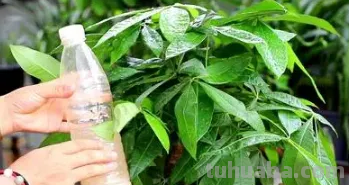 发财树黄叶枯萎不用愁，我来告诉你发财树的养护方法和注意事项
