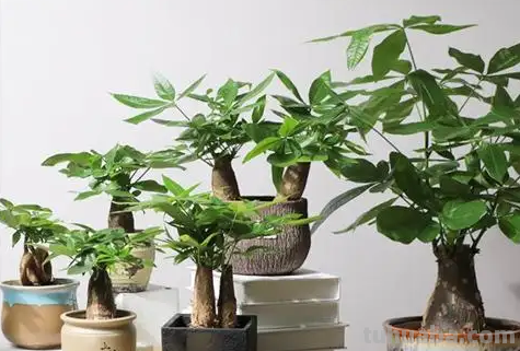 发财树黄叶枯萎不用愁，我来告诉你发财树的养护方法和注意事项