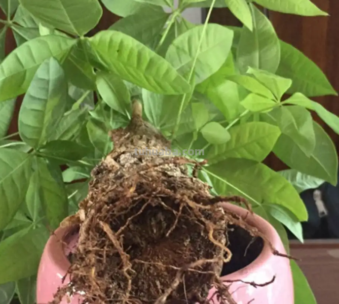 发财树黄叶枯萎不用愁，我来告诉你发财树的养护方法和注意事项