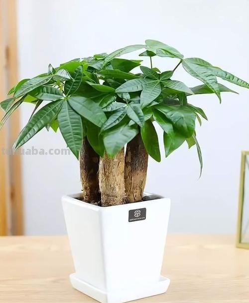 花农经验:发财树的正确养殖方法!难怪老是养不活