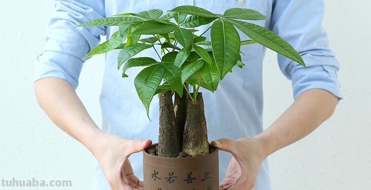 花农经验:发财树的正确养殖方法!难怪老是养不活
