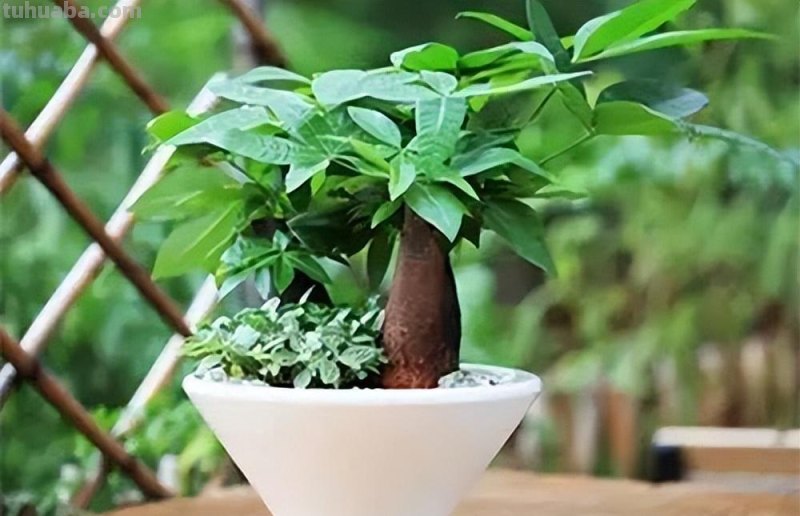花农经验：发财树的正确养殖方法！难怪老是养不活