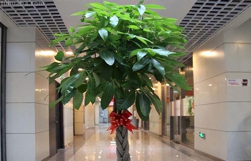 花农经验：发财树的正确养殖方法！难怪老是养不活