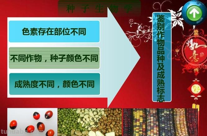 种子的色彩及种子的颜色 