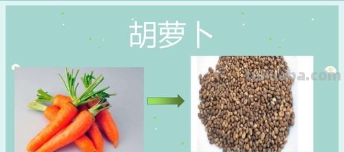 种子的色彩及种子的颜色 