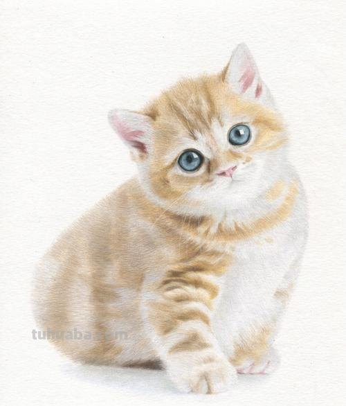 怎么样画彩铅画猫 小猫画画教程？