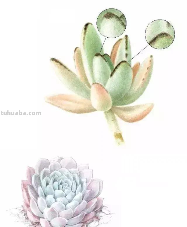 （干货）超详细的水彩绘画教程