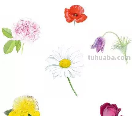 （干货）超详细的水彩绘画教程