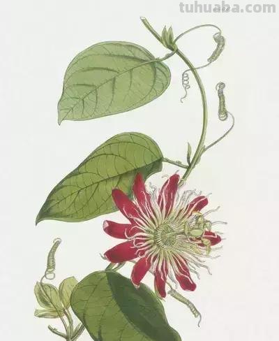 （干货）超详细的水彩绘画教程