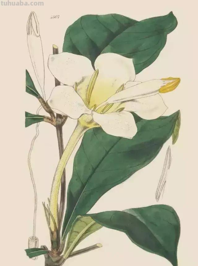 （干货）超详细的水彩绘画教程