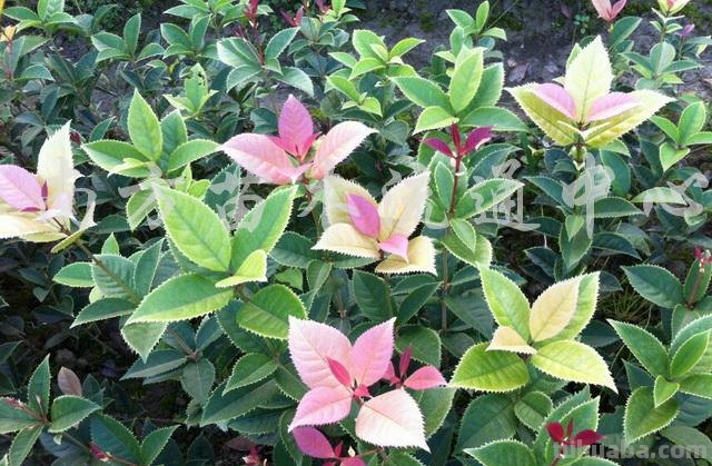 五色彩叶桂花怎么养？五色彩叶桂花是一种非常漂亮的观叶植物，它的叶子呈五彩斑斓的颜色，非常适合放在家里或办公室中做为装饰。那么，怎样才能让五色彩叶桂花健康茁壮地成长呢？下面就为大家介绍一下五色彩叶桂花的养护方法。 