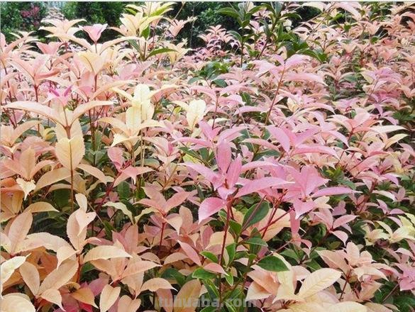 五色彩叶桂花怎么养？五色彩叶桂花是一种非常漂亮的观叶植物，它的叶子呈五彩斑斓的颜色，非常适合放在家里或办公室中做为装饰。那么，怎样才能让五色彩叶桂花健康茁壮地成长呢？下面就为大家介绍一下五色彩叶桂花的养护方法。 