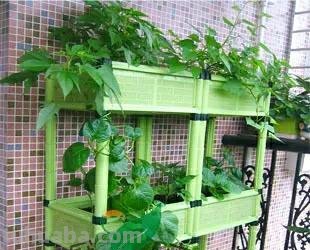 盘点最适宜在家种植的8种蔬菜，一年四季能吃上，收获量大