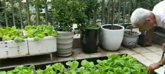 盘点最适宜在家种植的8种蔬菜，一年四季能吃上，收获量大