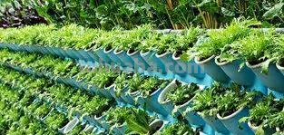 盘点最适宜在家种植的8种蔬菜，一年四季能吃上，收获量大