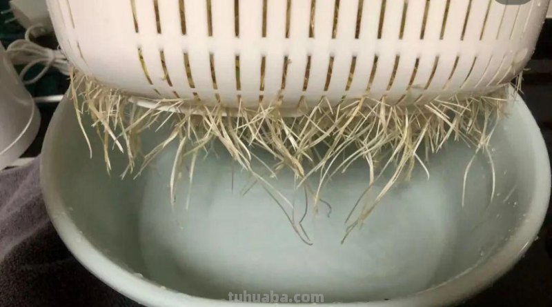生菜、西芹、蒜苗……居家怎么种？实操手册让你一次学会