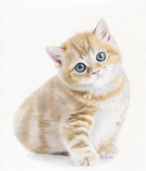猫咪的儿童彩铅画怎么画 小猫画画教程？
