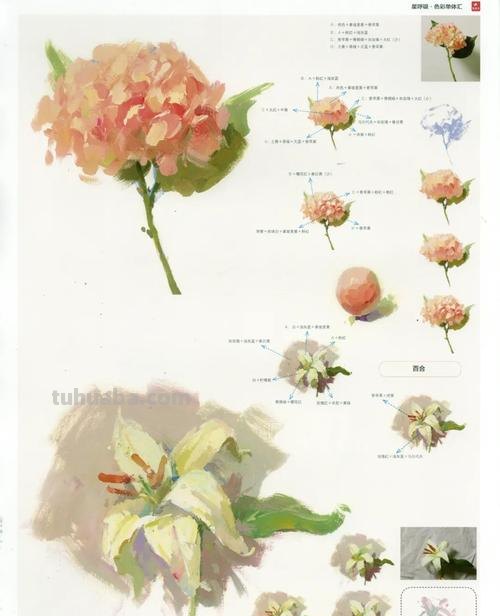 色彩花临摹及色彩花临摹图片——如何通过摹画花朵来提高色彩感知能力 