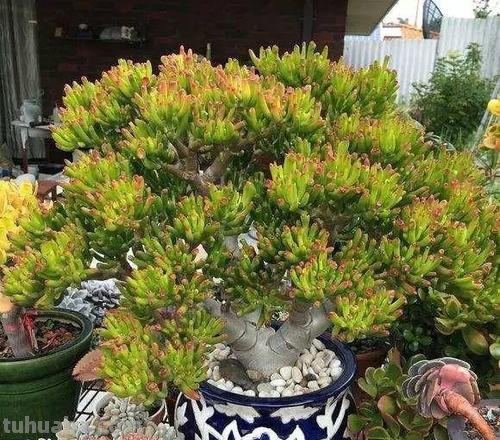 4种多肉就是“丑八怪”，花友们却都喜欢养，摆在家里镇宅又旺财