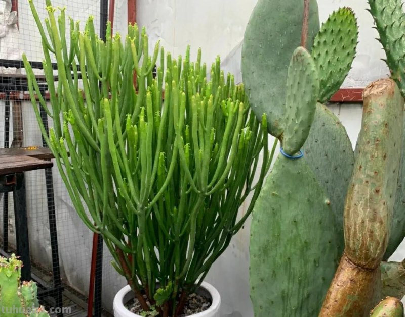 4种多肉就是“丑八怪”，花友们却都喜欢养，摆在家里镇宅又旺财