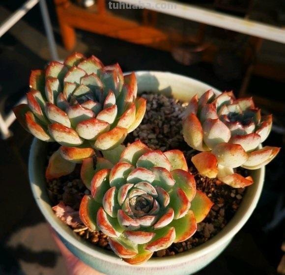 养多肉，讲究“根深蒂固”，先养好根，再去养状态！
