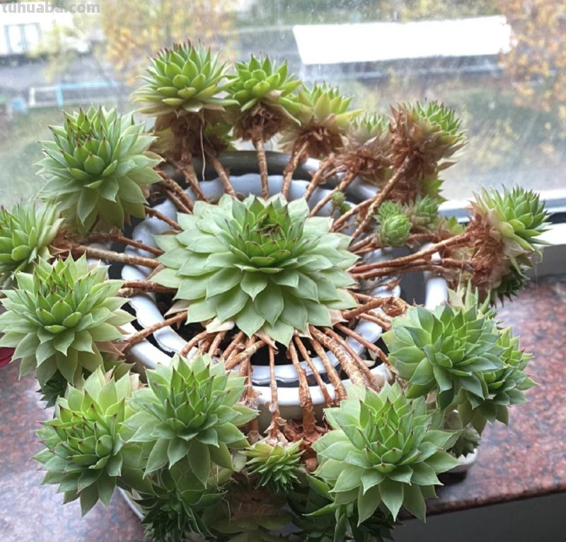 怎么也折腾不死的5种多肉，越养越多，招财旺财，你指定喜欢
